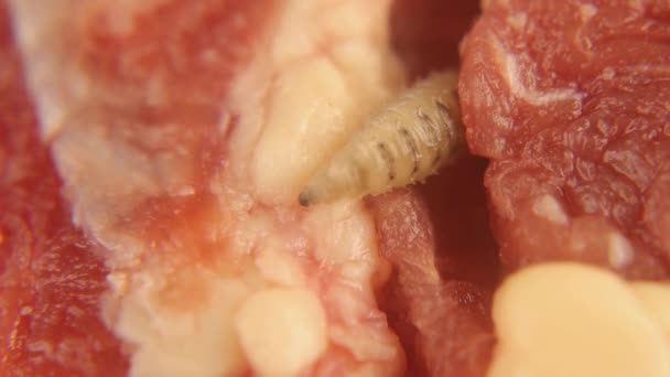 肉の上のハエの幼虫 そのフックは正面に見ることができます Houfly ムスカ ドメスティカ のマグネット マグネット幼虫だ ハエのライフサイクルと死体の処理における彼らの役割 — ストック動画