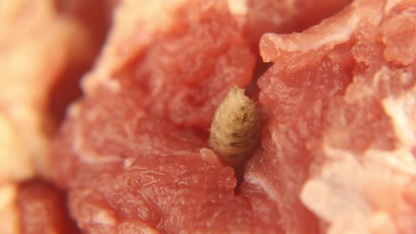 苍蝇的幼虫吃肉 它的呼吸孔在它的末端可见 Musca Domestica 苍蝇的生命周期及其在处理尸体方面的作用 — 图库视频影像