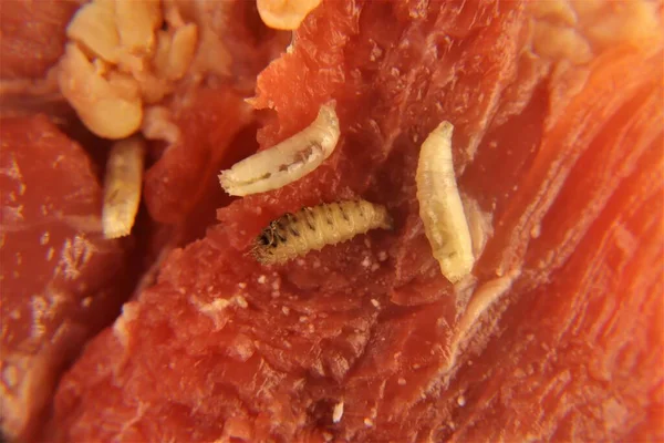 Larvas Moscas Sobre Carne Mosca Doméstica Musca Domestica Gusanos Gusano —  Fotos de Stock