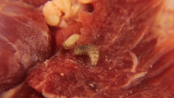 肉の上のハエの幼虫 ムスカ ドメスティカ Musca Domestica のマグネット マグネット ラルバ ハエのライフサイクルと死体の処理における彼らの役割 家のフライ — ストック動画