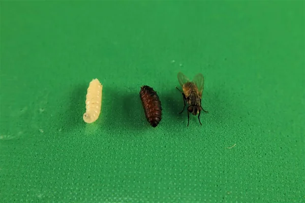 house fly maggots
