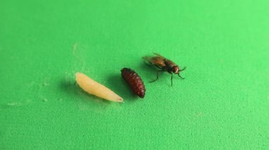 Karasineklerin yaşam döngüsü: Larva, pupa ve yetişkin karasinekler yeşil bir arka planda izole edilmişlerdir. Musca domestica Linnaeus 'un aşamaları. Ortak Ev Sineği. Böcekler, böcekler. Böcekler, böcekler. Hayvanlar, hayvanlar. Vahşi doğa.