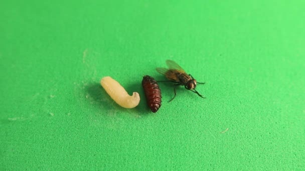 Housefly Life Cycle Larva Pupa Adult Housefly Isolated Green Background — Stock Video