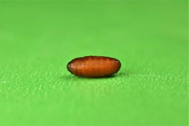 Yaygın Housefly (Musca domestica) chrysalis (pupa, propupa, aurelia). Böcekler (Diptera) yavaş yavaş metamorfoz, kadavra sinekleri. Yeşil bir arkaplanda izole edilmiş