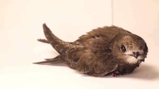 Comun Swift Fundal Alb Este Înghițitură Pasăre Izolată Păsări Ornitologie — Videoclip de stoc