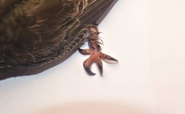 Beyaz arka planda Swift 'in ayakları var. Kırlangıç değil. Kuş izole edilmiş, kuşlar. Kuşbilimi. Hayvanlar, hayvanlar. Vahşi doğa, vahşi yaşam