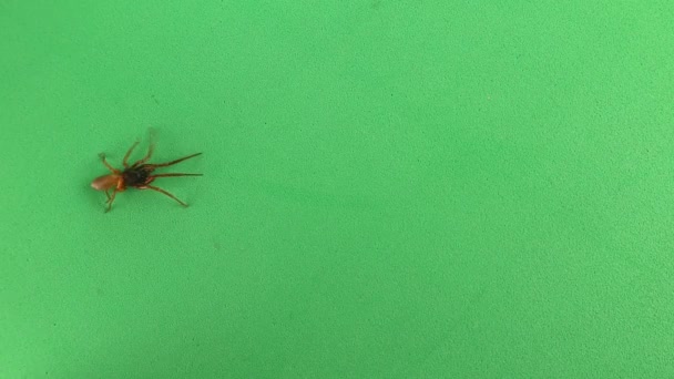 Örümcek Yeşil Arka Planda Izole Edildi Buna Altı Gözlü Moravya — Stok video