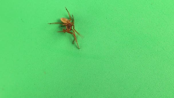 Spinnen Sterben Repellentien Auf Grünem Hintergrund Großaufnahme Von Isolierten Spinnen — Stockvideo