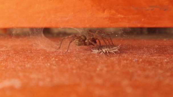 거미는 숨어있는 장소에서 나와서 곤충을 주사하고 먹이를 때까지 은신처로 돌아갑니다 — 비디오