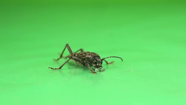 Borer Ehb 과학적인 Hylotrupes 배경에 방울을 마시는 딱정벌레 고립된 딱정벌레 — 비디오
