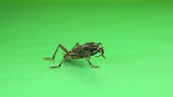 ヨーロッパ ハウス ボーラー Ehb 科学的名称 ヒロトゥルスを破壊する 小さなロングホーンビートルは緑の背景で自分自身を掃除します ビートルズは孤立し 害虫も害虫も — ストック動画