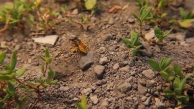 Avrupa arı kurdu (Philanthus triangulum). Ayrıca arı-kurt ya da arı-katili olarak da bilinir. Tek başına yaşayan eşekarıları, yavrularını yerleştirecekleri güvenli hücreler şeklinde yeraltı yuvaları kazarlar..