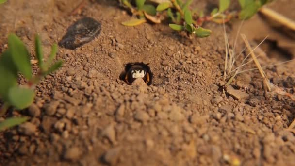 欧洲海狼 Philanthus Triangulum 这也叫 蜜蜂狼 蜜蜂杀手 独居的黄蜂以安全的细胞的形式在地下挖地洞 把它们的后代埋在里面 — 图库视频影像