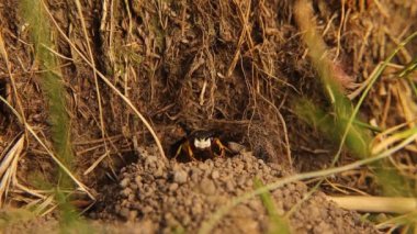 Avrupa arı kurdu (Philanthus triangulum). Ayrıca arı-kurt olarak da bilinir, arı-katili eşek arısı. Tek başına yaşayan eşekarıları, yavrularını yerleştirecekleri güvenli hücreler şeklinde yeraltı yuvaları kazarlar..