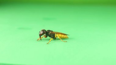 Avrupa arı kurdu (Philanthus triangulum) yeşil bir arkaplan izole etti. Ayrıca arı-kurt olarak da bilinir. Arı katili eşekarısı kendini temizliyor. Yalnız yaşayan eşekarıları. Böcekler, böcekler. Böcekler, böcekler. Vahşi yaşam, vahşi doğa.