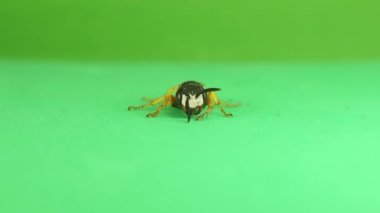 Avrupa arı kurdu (Philanthus triangulum) yeşil arka planı izole etti. Ön görüş: Büyük kesici dişlerin büyüklüğüne dikkat edin. Arı-kurt ya da arı-katili olarak da bilinir. Yalnız yaşayan eşekarıları. Böcekler, böcekler.