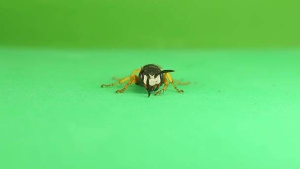 欧洲海狼 Philanthus Triangulum 分离绿色背景 前景色 注意大门牙的大小 蜜蜂狼 蜜蜂杀手 孤独的黄蜂 — 图库视频影像