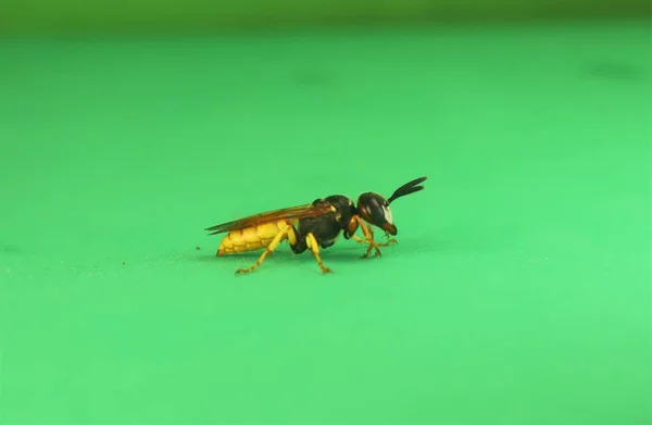 Beewolf Européen Philanthus Triangulum Isolé Fond Vert Appelle Aussi Bee — Photo