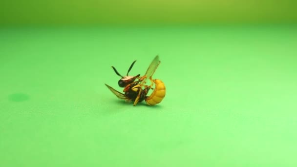 Europese Bijenwolf Sterft Aan Afweermiddelen Groene Achtergrond Dichtbij Solitaire Wespen — Stockvideo