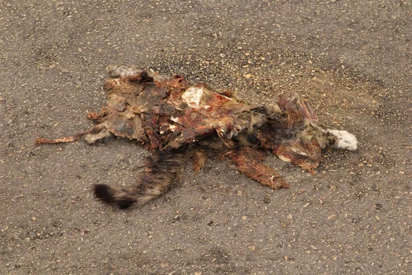 Gato Muerto Carretera Gatito Fue Golpeado Por Coche Carcasa Animal —  Fotos de Stock