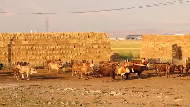 成群的奶牛聚集在特尔基耶的Erzurum市放牧前 这些小牛是在农村自由饲养的 因此提供了很好的有机肉类 为牲畜提供免费饲料 有机牛奶 — 图库视频影像