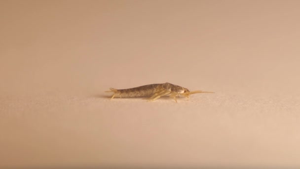 银鱼昆虫在白色的背景上被隔离 遮挡昆虫 杀虫剂 关闭昆虫 野生动物 — 图库视频影像