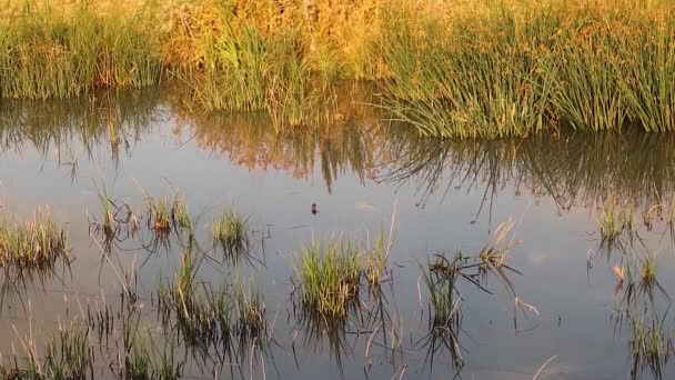 Schöner Sumpf Erzurum Trkiyeswamps Der Nähe Der Stadt Aus Dem — Stockvideo