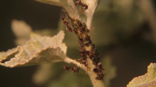 Mravenci Chrání Mšice Rostlině Před Řadou Predátorů Oplátku Poskytují Mravencům — Stock video