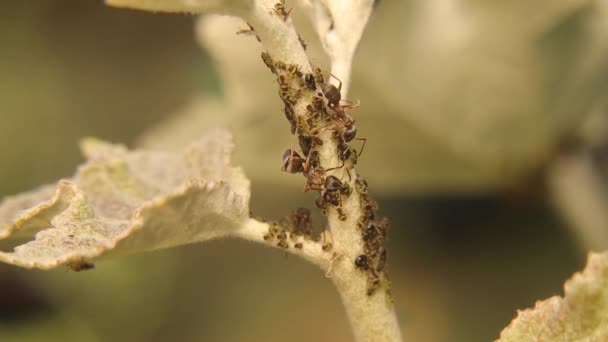 Karıncalar Yaprak Biti Yetiştirir Karıncalar Bitkinin Yaprak Bitlerini Birkaç Yırtıcıdan — Stok video