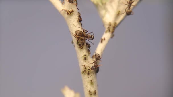 Mieren Kweken Bladluizen Mieren Beschermen Bladluizen Plant Tegen Een Aantal — Stockvideo