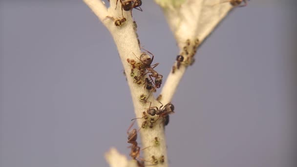 Mravenec Čistí Zároveň Chrání Mšice Bílém Pozadí Mravenci Pěstují Mšice — Stock video