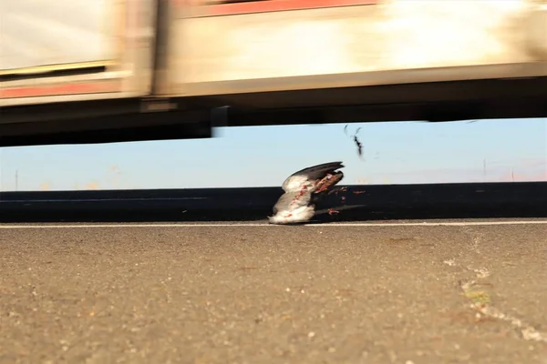 高速公路上的死鸽 小鸟被车撞了 动物的碳水化合物 被汽车撞倒了 动物被杀 兽医学 异国兽医 野生动物兽医 — 图库照片