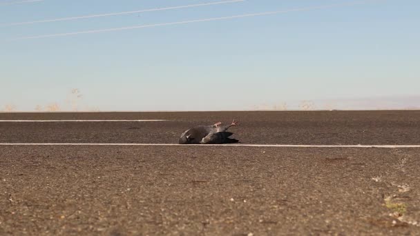 Мертвий Голуб Шосе Птах Був Збитий Машиною Тварина Аварія Машині — стокове відео