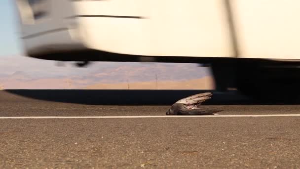 Tote Taube Auf Der Autobahn Vogel Wurde Von Einem Auto — Stockvideo