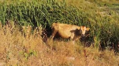 İnek Erzurum 'da özgürce otlar, Trkiye. Bu buzağılar ve inekler kırsalda özgürce yetiştirilir ve sonuç olarak iyi organik süt ve organik et verirler. Çiftlik hayvanları için bedava yem. sığırlar