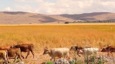 Erzurum, Türkiye 'de inek sürüsü özgürce otluyor. Bu buzağılar, boğalar ve inekler kırsalda özgürce yetiştirilir ve sonuç olarak iyi organik et ve organik süt verirler. Çiftlik hayvanları için bedava yem. inek
