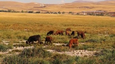 Erzurum, Türkiye 'de inek sürüsü özgürce otluyor. Bu buzağılar, boğalar ve inekler kırsalda özgürce yetiştirilir ve sonuç olarak iyi organik et ve organik süt verirler. Çiftlik hayvanları için bedava yem. inek