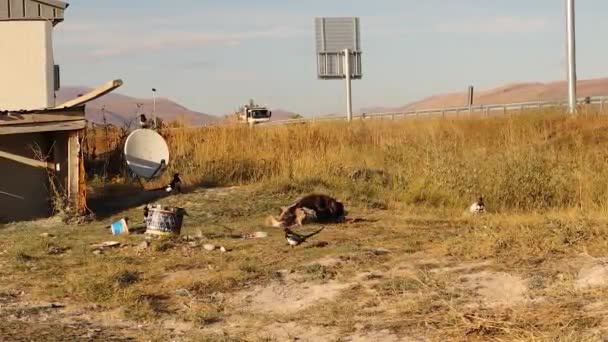 Perro Callejero Cuervos Urraca Comiendo Basura Vida Silvestre Urbana Animales — Vídeos de Stock