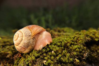 Bahçedeki yosunların üzerinde sürünen bir Snail Snail. Not: Salyangozlar süzülmesine yardımcı olan sümüksü maddeler salgılarlar. Bu mukus maddeleri cildin kolajeni yenilemesine yardımcı olur. Böcekler, böcekler. hata, hata