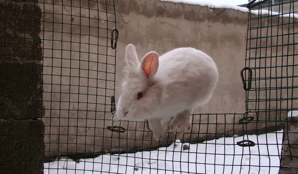 Rabbit playing in the snow. He jumps over the fence | winter background