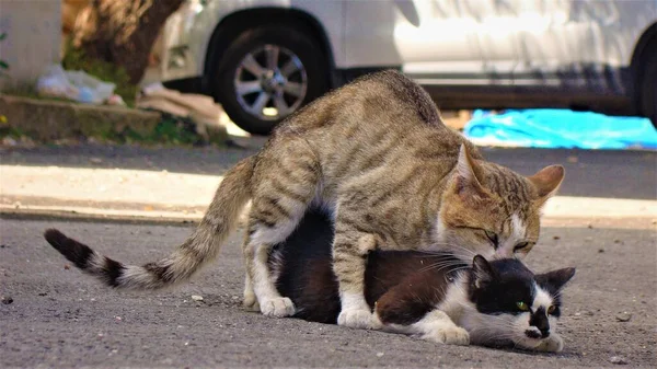 Αγριόγατα Άστεγες Γάτες Κλείσιμο Φωτογραφίας Γάτες Κάνουν Σεξ Στο Δρόμο — Φωτογραφία Αρχείου