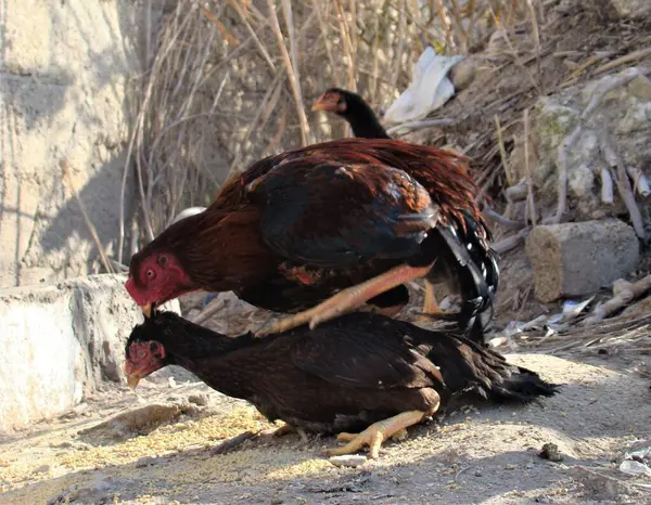 Paarungsvögel Nahaufnahme Foto Von Hahn Und Henne Beim Sex Diese — Stockfoto