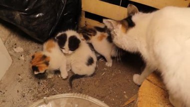 Veteriner, anneleriyle birlikte soğuk ve ıssız bir yerde yavru kediler buldu. Bu yüzden onlar için daha iyi bir yer ayarladı. Sokak kedileri, Şehir Yaban Hayatı. Evsiz hayvanlar veterineri. Hayvanlar, hayvanlar, hayvanlar..