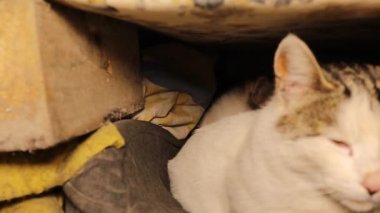 Veteriner terk edilmiş bir yerdeki evsiz kedi yuvasını kontrol ediyor. Yavru kedileriyle birlikte anne bir kedi. Sokak kedileri, veterinerler. Hayvanlar, hayvanlar, evcil hayvanlar. Şehir yaban hayatı. Vahşi doğa.