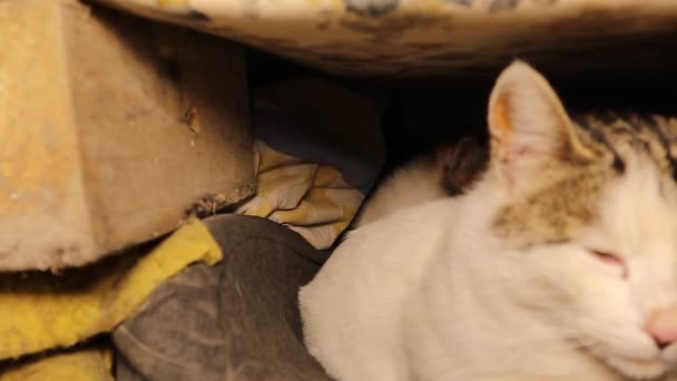 兽医检查一个荒废地方的无家可归的猫窝 一只母猫和她的猫 流浪猫 宠物兽医 宠物城市野生动物 野生生物 — 图库视频影像