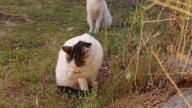 Sokak kedisi parkta kendini temizliyor. Yazın Yeşil Çimenlikteki Kedi. Yazın açık havada, bahçede güzel bir kedi. Kediler, hayvanlar, hayvanlar, hayvanlar. Vahşi doğa, şehir yaban hayatı