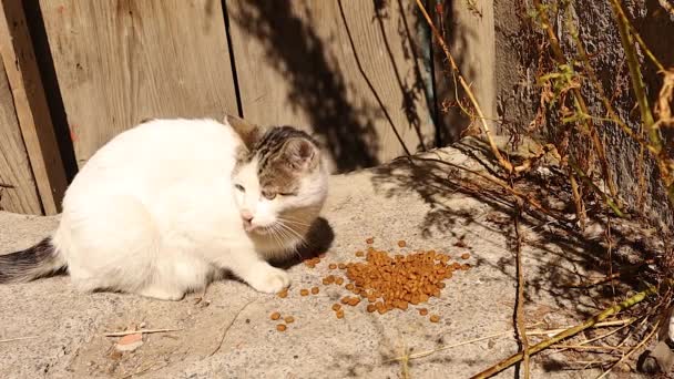 Pisica Vagabond Care Mănâncă Alimente Uscate Parc Veterinarian Oferă Hrană — Videoclip de stoc