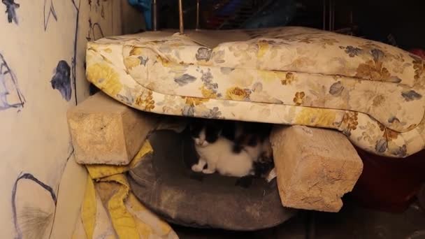 獣医師は Stray猫 ペット獣医がいない場合に放棄された場所でホームレスの子猫のデンをチェックします ペット 都市の野生生物 野生の自然 — ストック動画