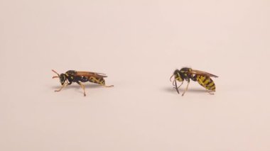 Beyaz bir arkaplanda iki tip yaban arısı bulunur. Sağ tarafta ise Avrupa kağıt yaban arısı (Polistes dominula) bulunur. Diğer tarafta Alman sarı ceketi (Vespula vulgaris) bulunur. Sarı eşek arısı