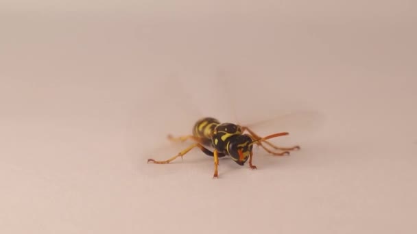 欧洲纸黄蜂 Polistes Dominula 白色背景 黄色的黄蜂在飞行前拍打翅膀作为热身运动 昆虫被隔离在演播室里社交昆虫 — 图库视频影像